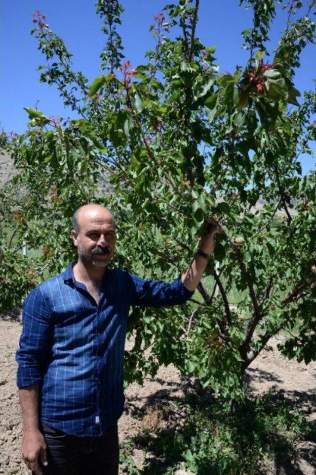 Güneydoğu'da Üreticiye 'sıfır Maliyetli' Meyve Bahçeleri