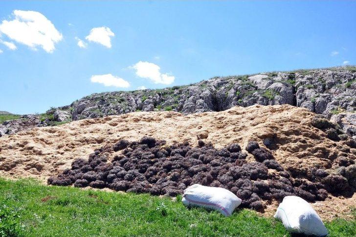 Köylüler, Susuzluğu 200 Yıldır "kar Bastırarak" Çözüyor G4