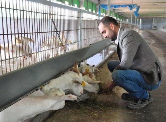 Keçi Sütünde Kendi Markasını Yarattı