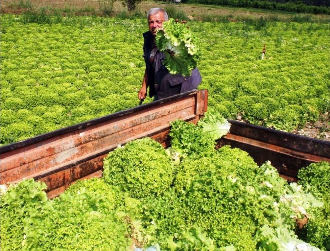 (&ouml;zel) Tarlada Kalan Marul Kuzulara Yem Oldu