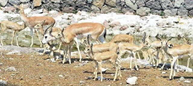 Doğal Yaşam Parkı'nın Yeni Yavruları