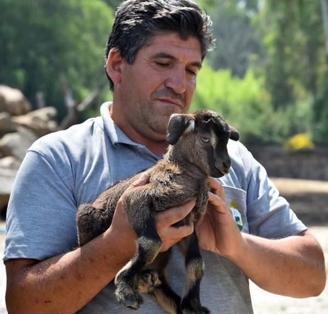 Doğal Yaşam Parkı'nın Yeni Yavruları