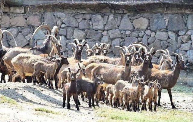 Doğal Yaşam Parkı'nın Yeni Yavruları