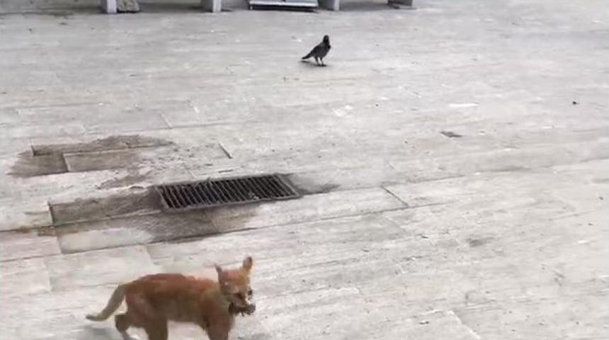 (&ouml;zel Haber) Kedi Ezeli D&uuml;şmanı Fareyi Kargadan Kurtardı