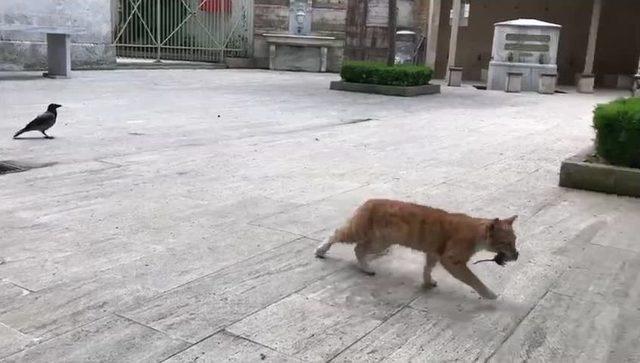 (özel Haber) Kedi Ezeli Düşmanı Fareyi Kargadan Kurtardı