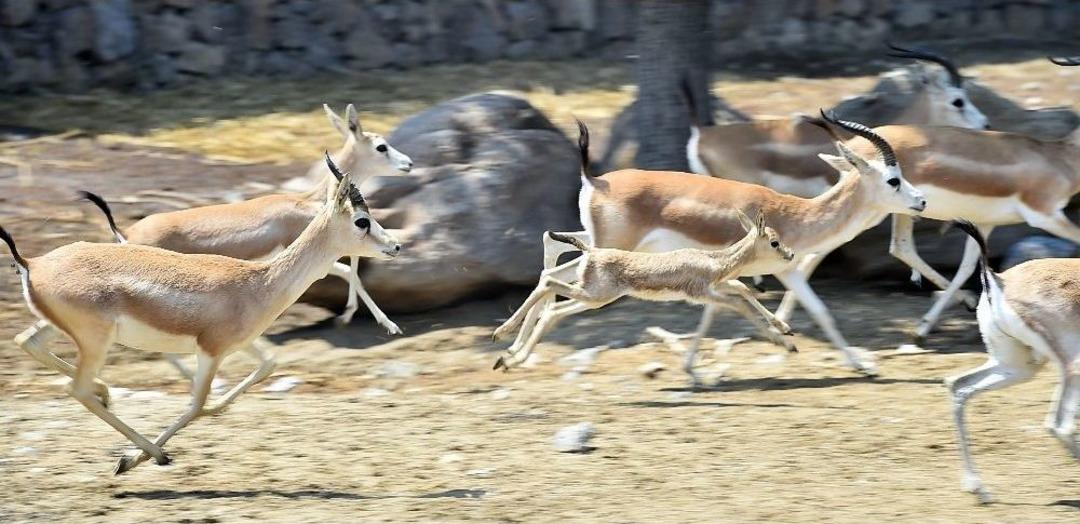 Doğal Yaşam&rsquo;ın Yeni Yavruları