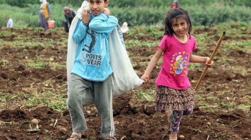 Ailesine Katkı İ&ccedil;in Tarlada