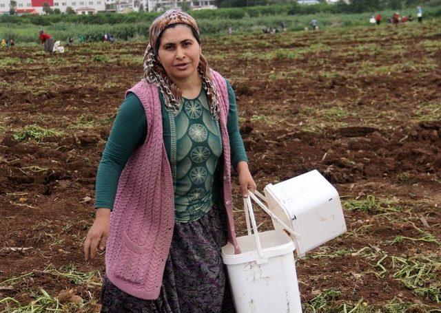 Ailesine Katkı İçin Tarlada