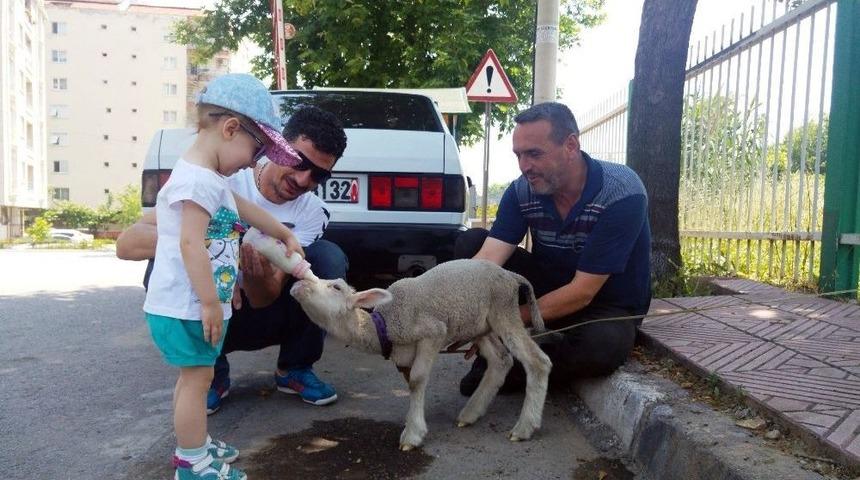Annesi &Ouml;len Kuzuya İnsan Şefkati