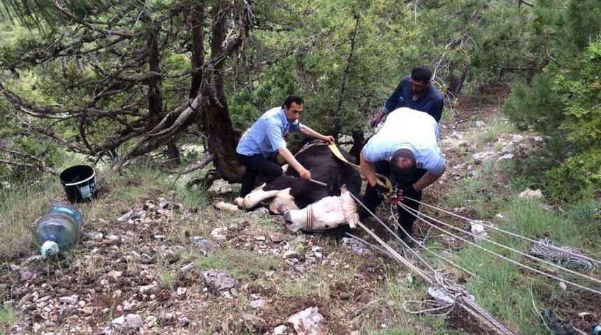U&ccedil;urumdan D&uuml;şen İneği İtfaiye Ekipleri Kurtardı