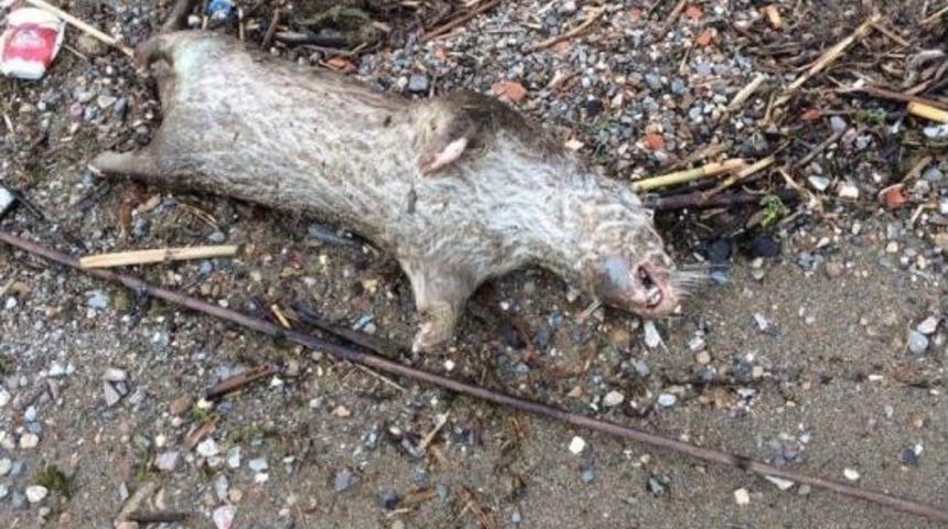 İznik G&ouml;l&uuml;&rsquo;nde &Ouml;l&uuml; Su Samuru Kıyıya Vurdu