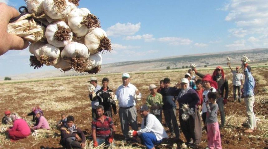 Araban Ovası&rsquo;ndaki Sarımsak Ve Firik Hasadı Yaklaşık 20 Bin Kişiye İş Umudu Oldu