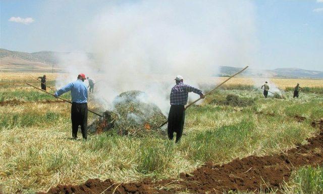 Araban Ovası’ndaki Sarımsak Ve Firik Hasadı Yaklaşık 20 Bin Kişiye İş Umudu Oldu