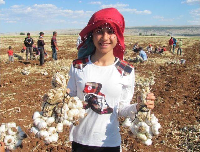 Araban Ovası’ndaki Sarımsak Ve Firik Hasadı Yaklaşık 20 Bin Kişiye İş Umudu Oldu