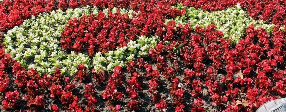 Şehir S&uuml;s Bitkileriyle Donatıldı