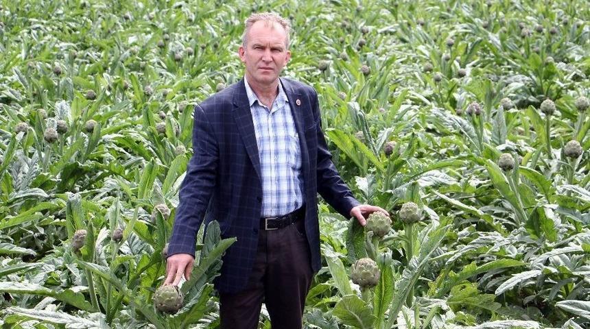 Bursa Enginarı Altın Çağını Yaşıyor