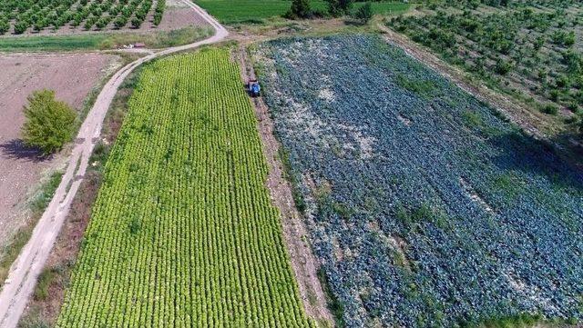 Bursa Enginarı Altın Çağını Yaşıyor