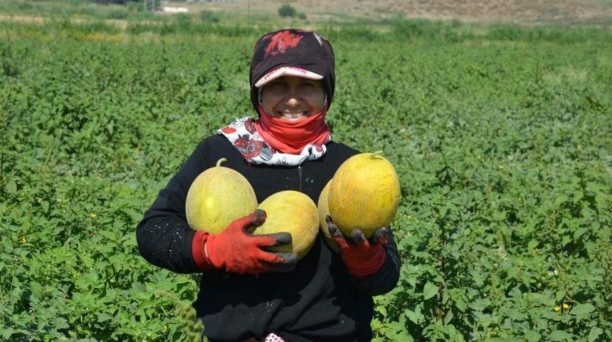 Bal Kavununda Hasat Başladı