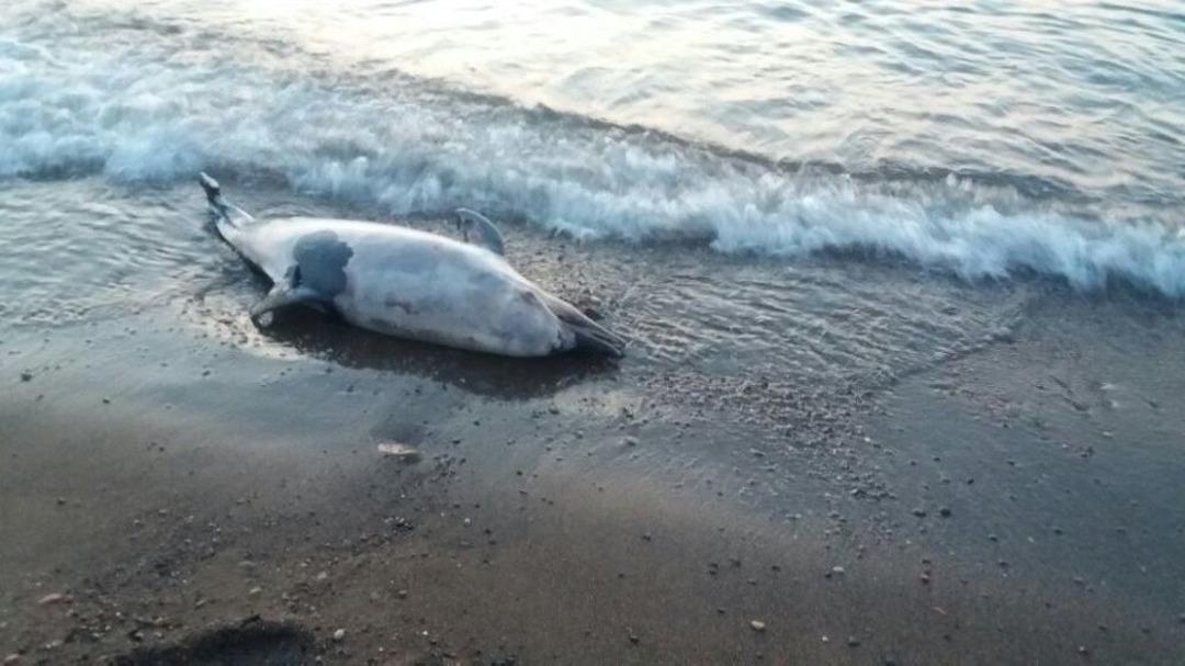 Cide&rsquo;de Sahile &Ouml;l&uuml; Yunus Vurdu