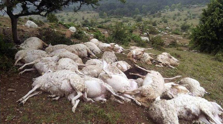 Yıldırım D&uuml;şt&uuml;, 73 Koyun Telef Oldu