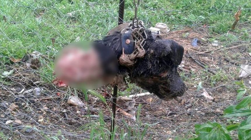 Bilecik&rsquo;te Esrarengiz K&ouml;pek &Ouml;l&uuml;mleri