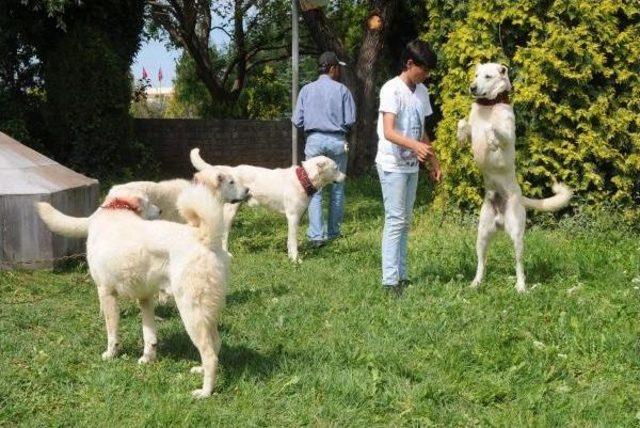 Üniversite Kampüsünde 'köpek Irk Yarışması'