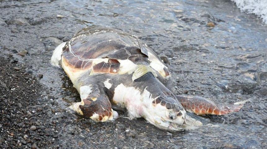 Marmaris Sahiline &Ouml;l&uuml; Caretta Caretta Vurdu
