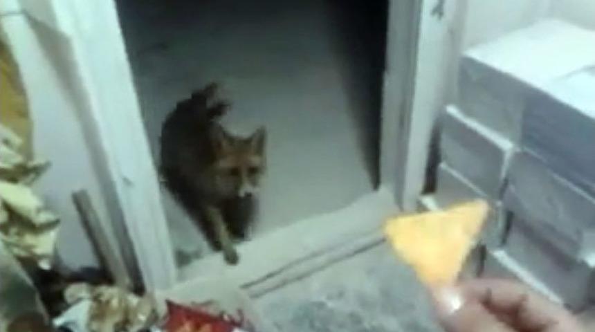 Kul&uuml;besine Gelen Tilkiyi Cipsle Besledi