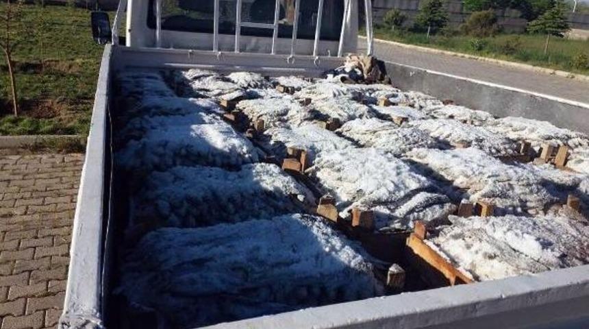 Ahlat'ta Ka&ccedil;ak Avlanmış 900 Kilo Inci Kefali Ele Ge&ccedil;irildi