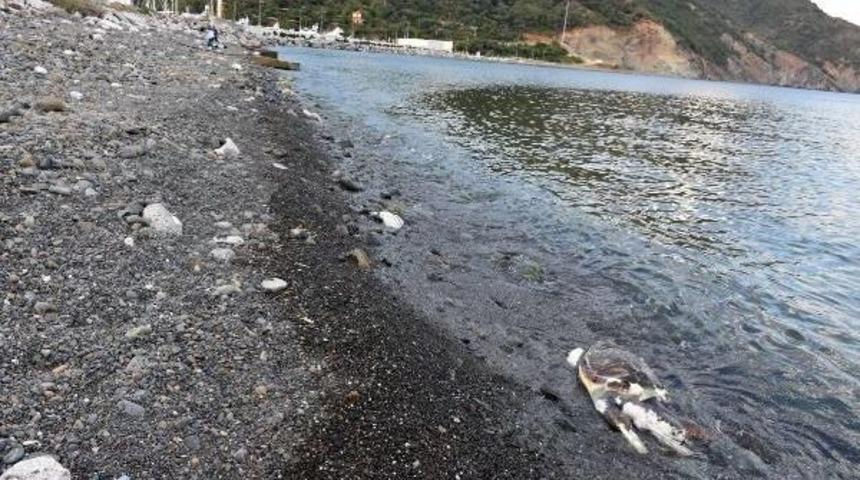 Marmaris'te Sahilde Caretta Caretta &Ouml;l&uuml;s&uuml; Bulundu