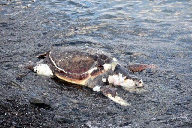 Marmaris'te Sahilde Caretta Caretta Ölüsü Bulundu