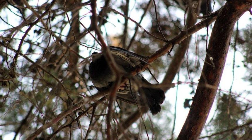(&ouml;zel Haber) Ağaca Takılan G&uuml;vercin Dal Kesilerek Kurtarıldı