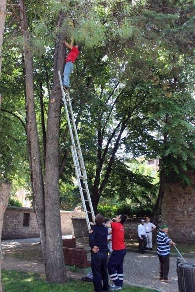 (özel Haber) Ağaca Takılan Güvercin Dal Kesilerek Kurtarıldı