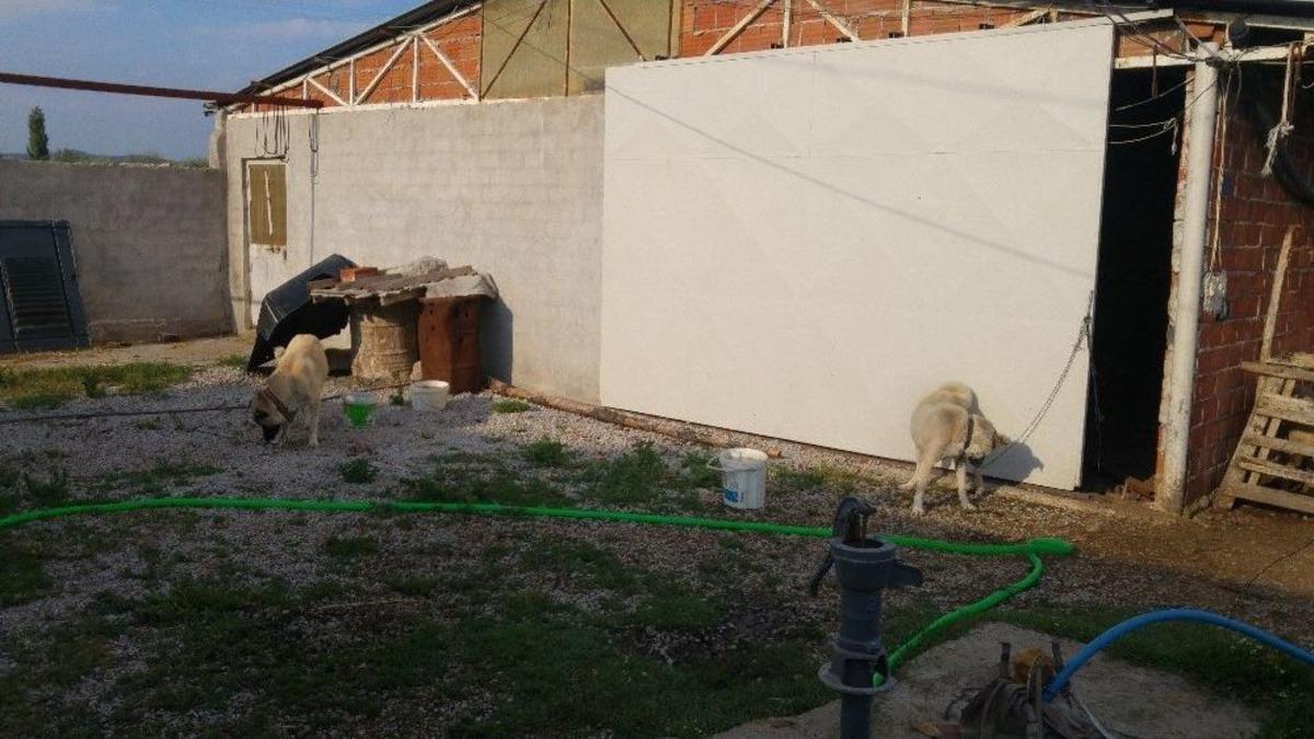 (&ouml;zel Haber) Koyunları &Ccedil;alınan &Ccedil;ift&ccedil;iden Hırsızlara &Ccedil;ağrı