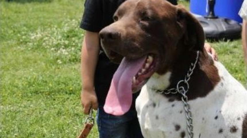 K&ouml;pekler Podyuma &Ccedil;ıktı