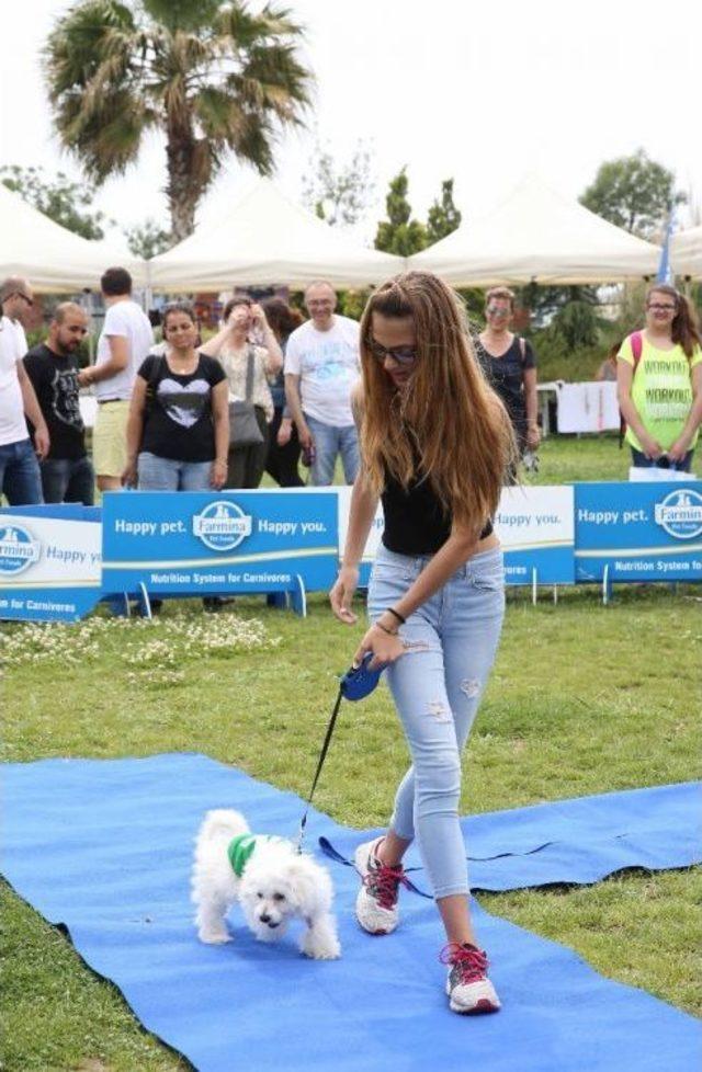 Köpekler Podyuma Çıktı