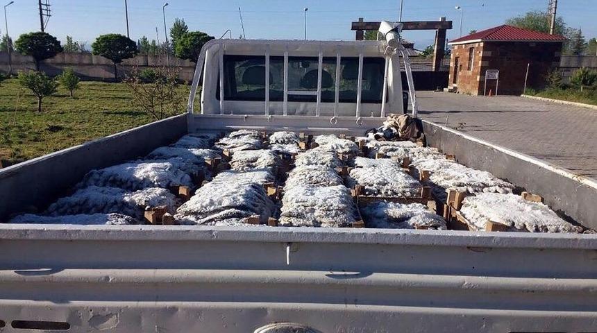 Ahlat&rsquo;ta Ka&ccedil;ak Avlanmış İnci Kefali Ele Ge&ccedil;irildi