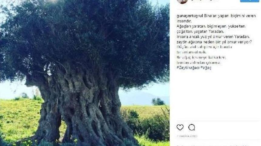 Zeytin Ağacı Paylaşımıyla Mesaj  Verdi