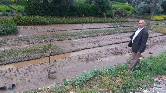 Dolu Ve Sağnak Yağmur, Tarım Arazilerini Ve Fidanlıkları Vurdu