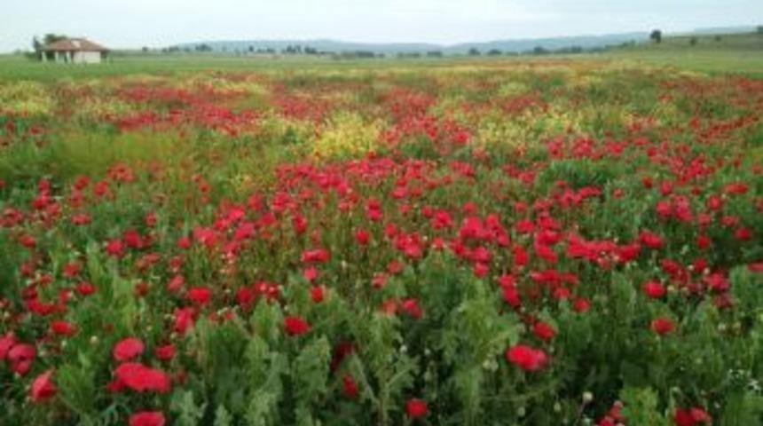 Hisarcık&rsquo;taki Gelincik Tarlası G&ouml;z Kamaştırıyor