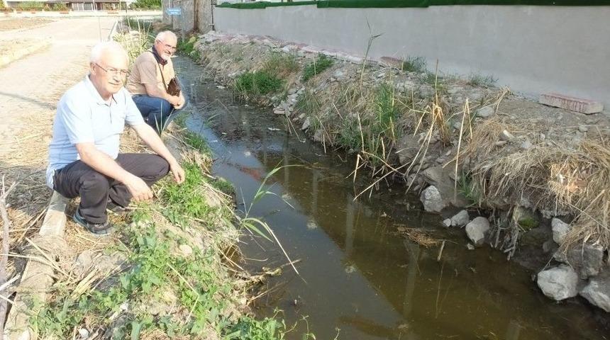 Burhaniye&rsquo;de Su Kaplumbağaları Yaşam M&uuml;cadelesi Veriyor