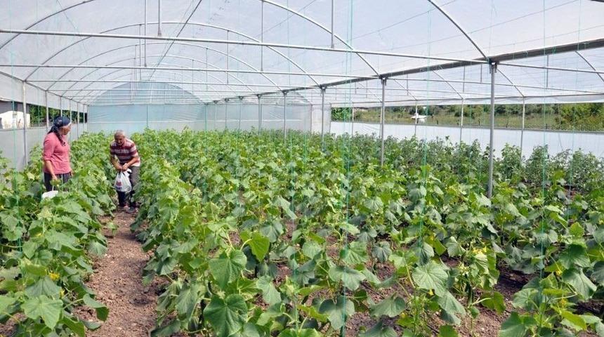 Tesad&uuml;fen Fark Edilen Aile, Modern Serada İlk Hasada Başladı