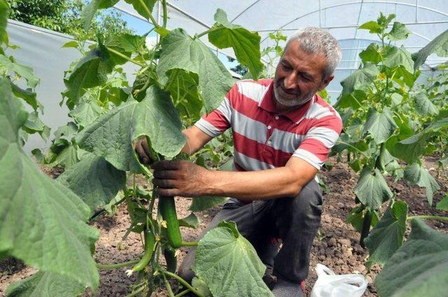 Tesadüfen Fark Edilen Aile, Modern Serada İlk Hasada Başladı