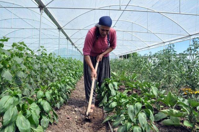 Tesadüfen Fark Edilen Aile, Modern Serada İlk Hasada Başladı