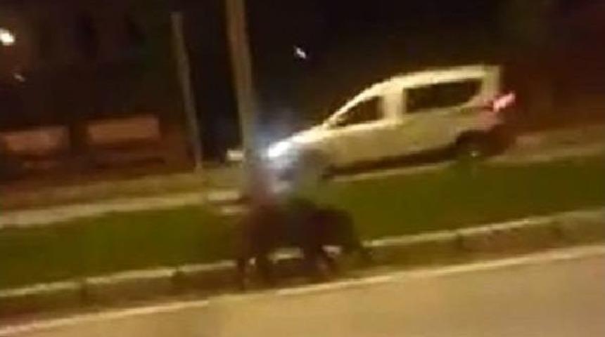 Yaban Domuzu Karayoluna Indi