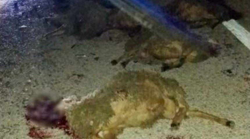 Otomobilin &Ccedil;arptığı 50 Koyun Telef Oldu