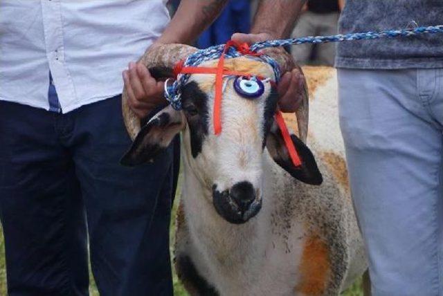 Kırkpınar ın Ağalık Ihalesi A&ccedil;ıldı 1