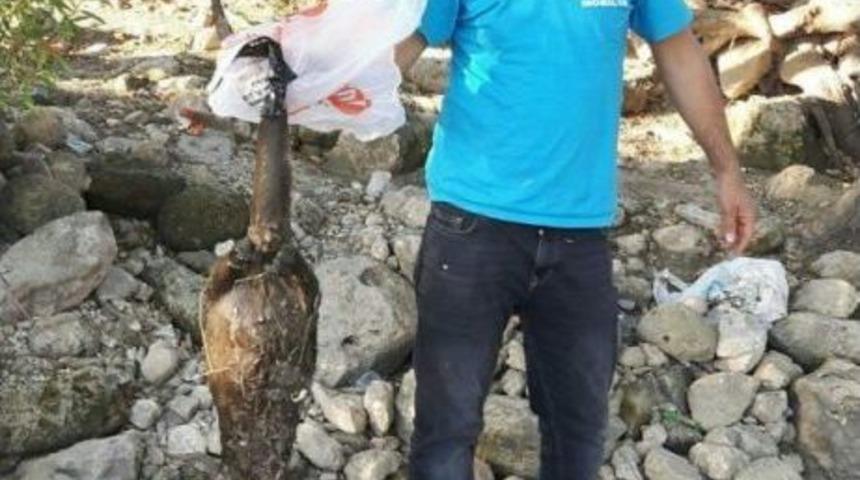 Dicle Nehrinde &Ouml;l&uuml; Su Samuru Bulundu