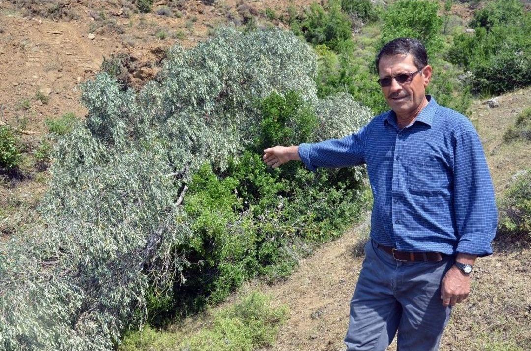 K&ouml;yl&uuml;ler Asırlık Zeytinin K&ouml;klenmesine Tepki G&ouml;sterdi