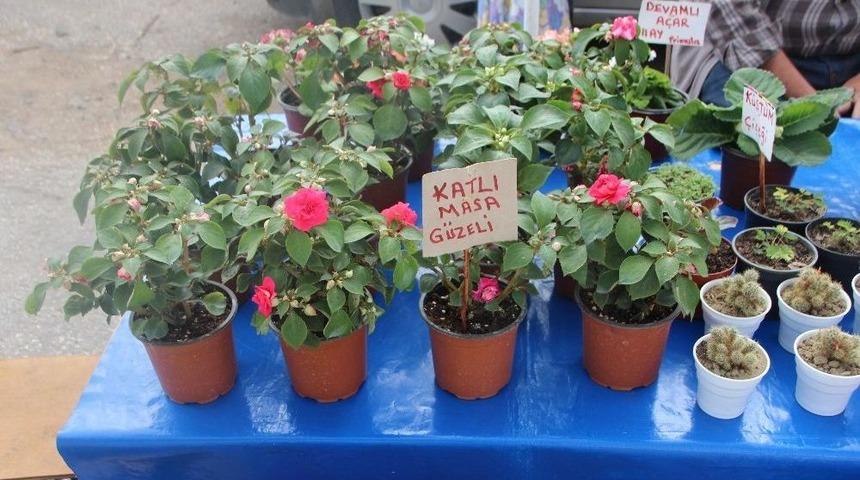 Bah&ccedil;e &Ccedil;i&ccedil;eklerine Yoğun İlgi